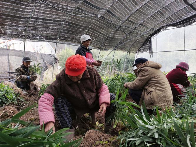 黄精苗多少钱一颗?选购与种植全攻略,新手必看 一、黄精苗价格行情:从几毛到几元,差异在哪?