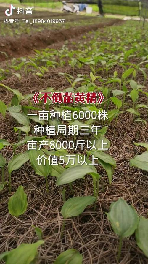 黄精苗多少钱一颗?选购与种植全攻略,新手必看 五、总结