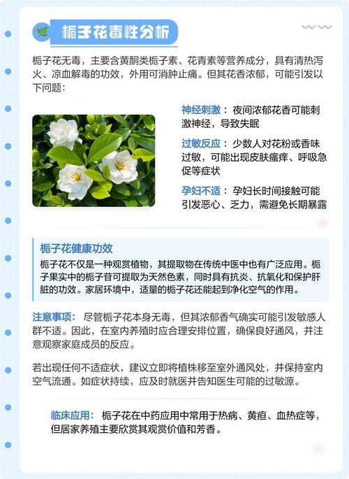 屋里适合养栀子花吗?室内养护全攻略 浇水与土壤:酸性和透气都不能少