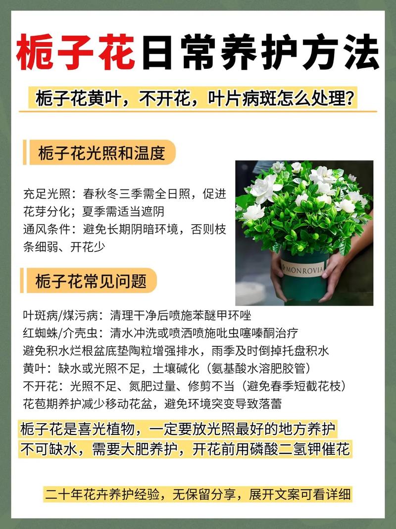 屋里适合养栀子花吗?室内养护全攻略 湿度:屋里养栀子花的“头号难题”