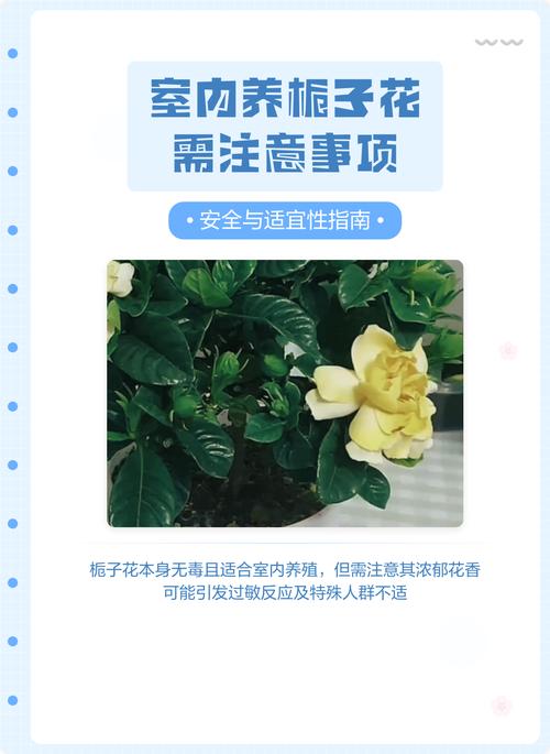 屋里适合养栀子花吗?室内养护全攻略 施肥:薄肥勤施才能花繁叶茂