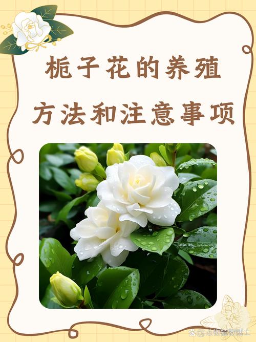 屋里适合养栀子花吗?室内养护全攻略 常见问题速查