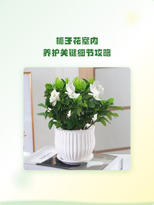 屋里适合养栀子花吗?室内养护全攻略 结语:屋里养栀子花,是挑战也是享受