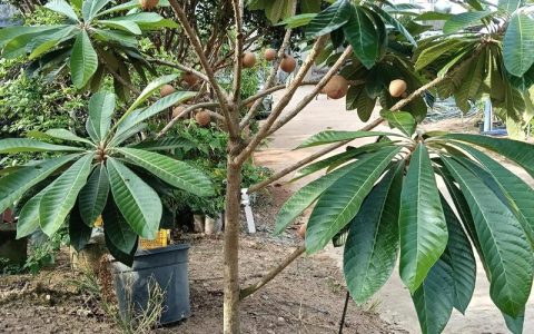 附近哪里有果树苗批发？3步筛选法帮你找到靠谱本地供应商