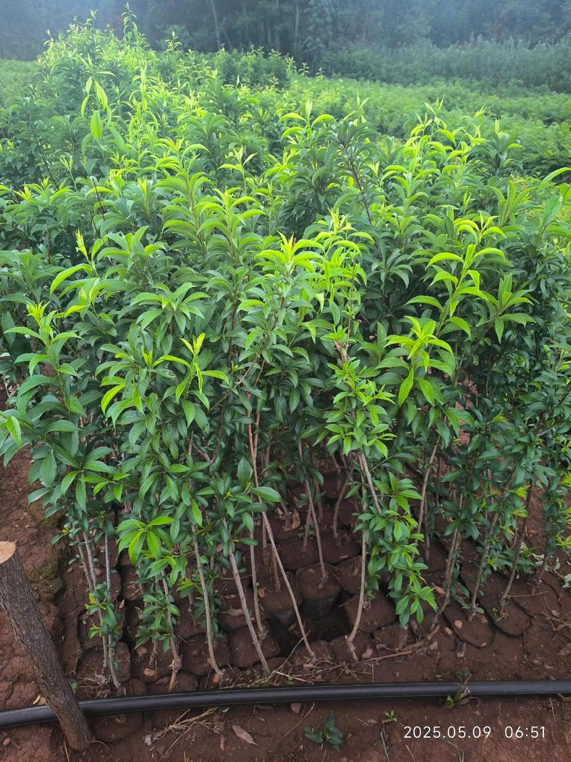 附近哪里有果树苗批发?3步筛选法帮你找到靠谱本地供应商 第三步:根系健康、运输与检疫合规审查