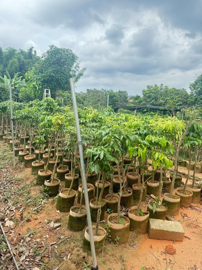 附近哪里有果树苗批发?3步筛选法帮你找到靠谱本地供应商 总结验证