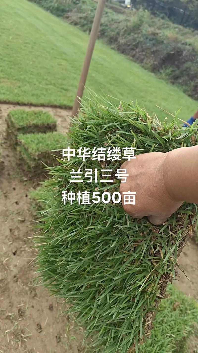 中华结缕草四季常青吗?| 暖季型草坪的越冬与绿期全面解析 南北种植差异化建议