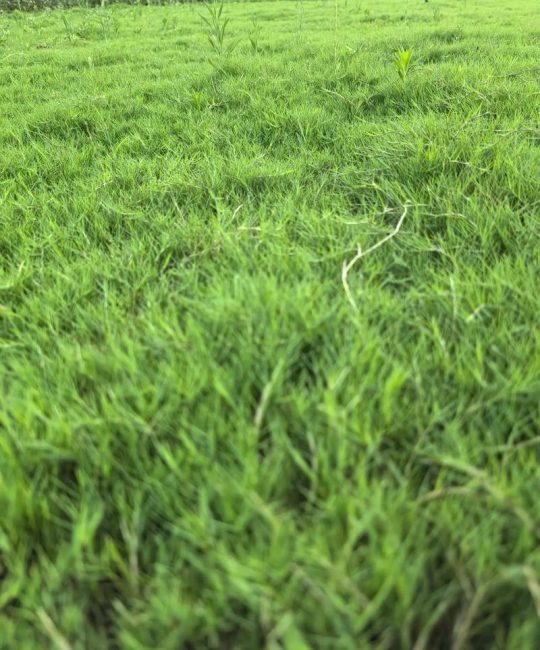 中华结缕草四季常青吗？| 暖季型草坪的越冬与绿期全面解析