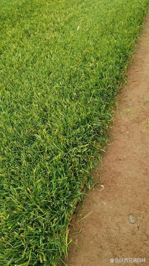 中华结缕草四季常青吗?| 暖季型草坪的越冬与绿期全面解析 常见养护误区纠正