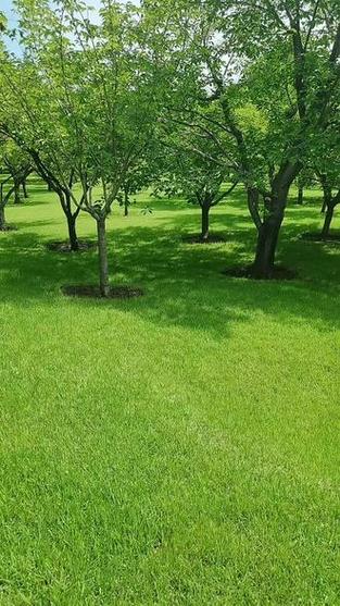 中华结缕草四季常青吗?| 暖季型草坪的越冬与绿期全面解析 土壤适应与改良