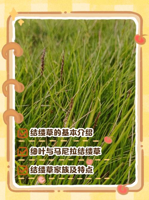 中华结缕草四季常青吗?| 暖季型草坪的越冬与绿期全面解析 总结