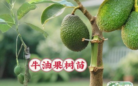 牛油果树苗多少钱一棵？2026年最新价格参考与选购指南