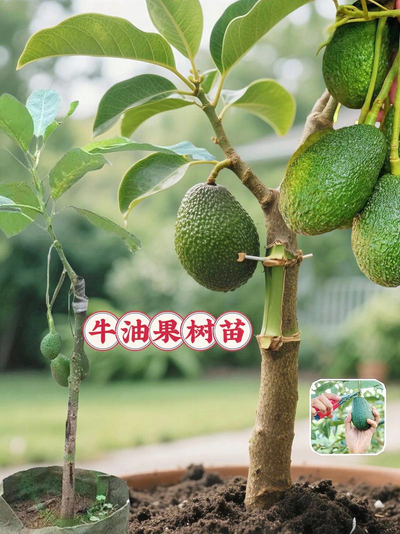 牛油果树苗多少钱一棵?2026年最新价格参考与选购指南 规格决定价格:苗高与冠幅是核心定价依据
