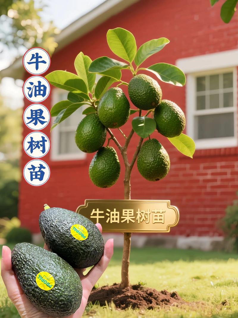 牛油果树苗多少钱一棵?2026年最新价格参考与选购指南 采购质量判断指南:一看嫁接口,二看根系,三看苗龄