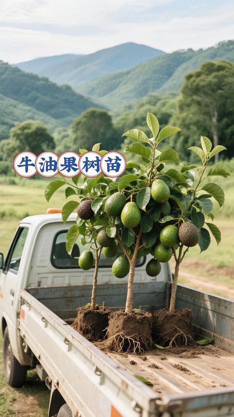 牛油果树苗多少钱一棵?2026年最新价格参考与选购指南 常见问题(FAQ)