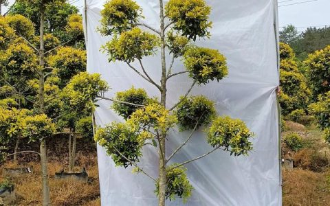 绿化种什么树便宜？工程绿化成本控制与苗木选型实战指南