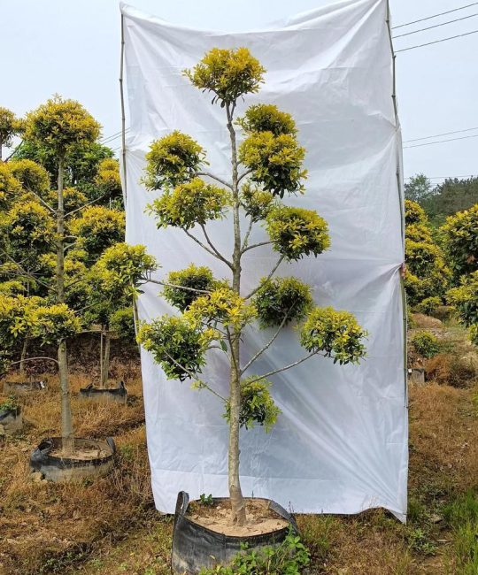 绿化种什么树便宜？工程绿化成本控制与苗木选型实战指南