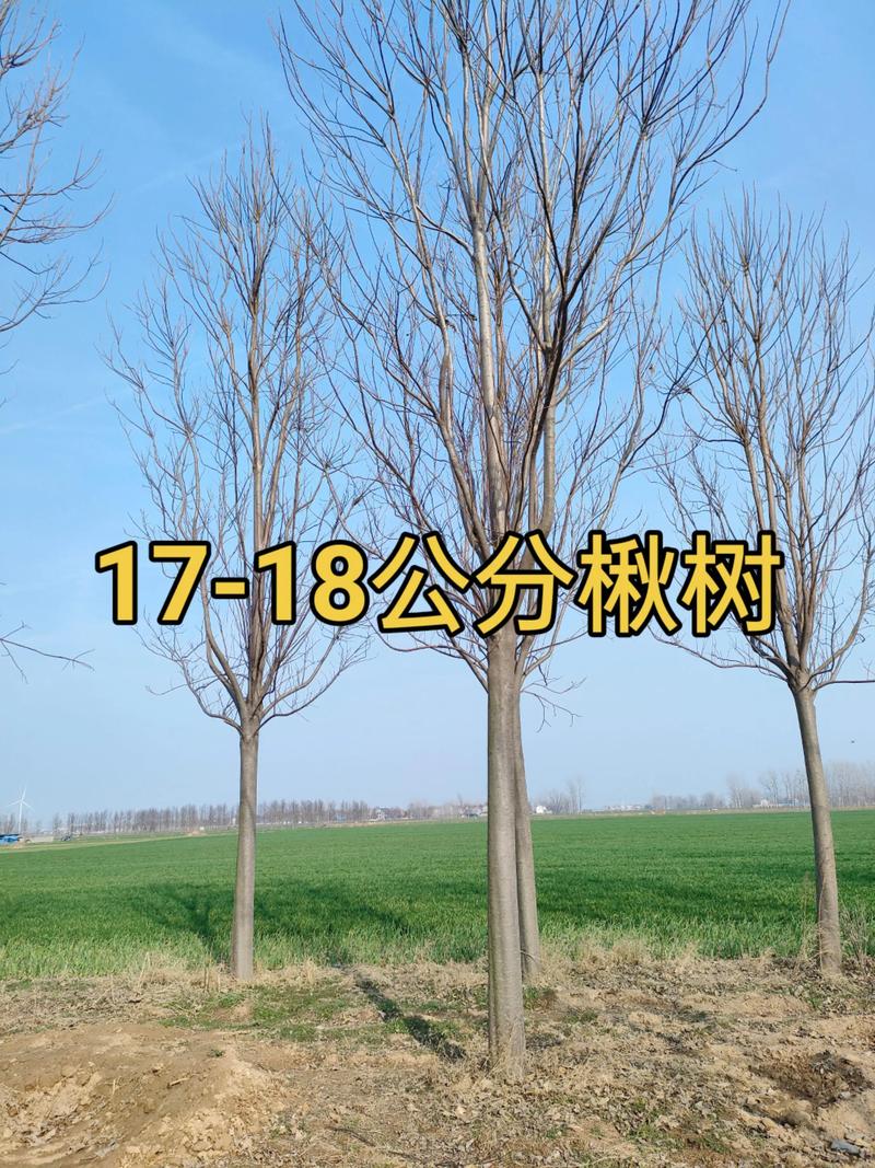 绿化种什么树便宜?工程绿化成本控制与苗木选型实战指南 二、5种便宜又好用的工程绿化树种推荐