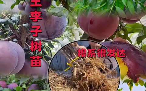 李子树苗现在多少钱？价格参考与影响因素详解
