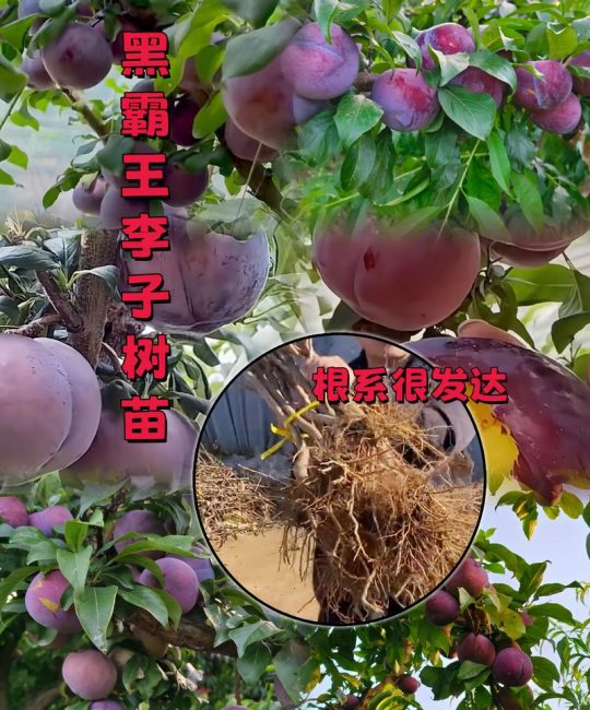 李子树苗现在多少钱？价格参考与影响因素详解