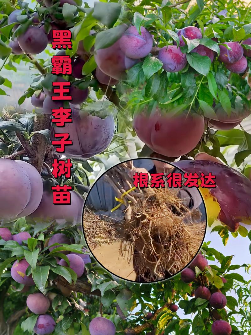 李子树苗现在多少钱?价格参考与影响因素详解 快速参考