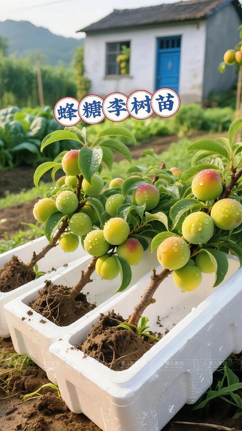 李子树苗现在多少钱?价格参考与影响因素详解 产地影响供货成本