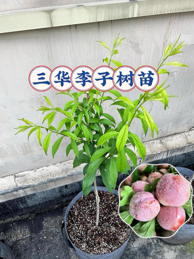 李子树苗现在多少钱?价格参考与影响因素详解 如何获取您的精准报价?