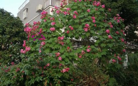 芙蓉树长什么样？带你认识木芙蓉的形态特征与养护要点