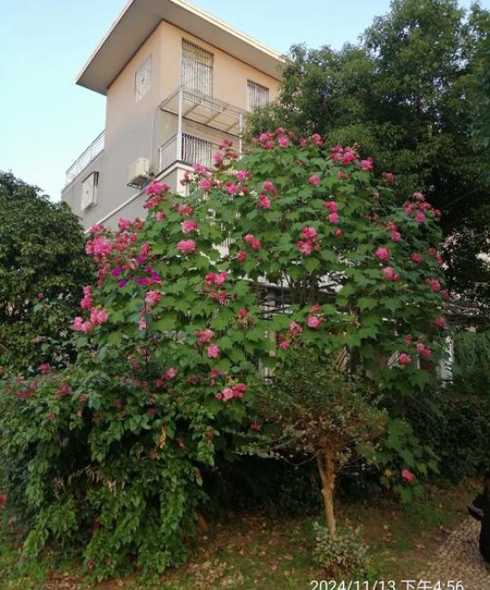 芙蓉树长什么样？带你认识木芙蓉的形态特征与养护要点