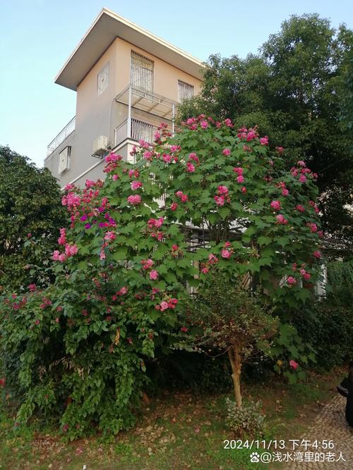 芙蓉树长什么样?带你认识木芙蓉的形态特征与养护要点 芙蓉树长什么样?带你认识木芙蓉的形态特征与养护要点