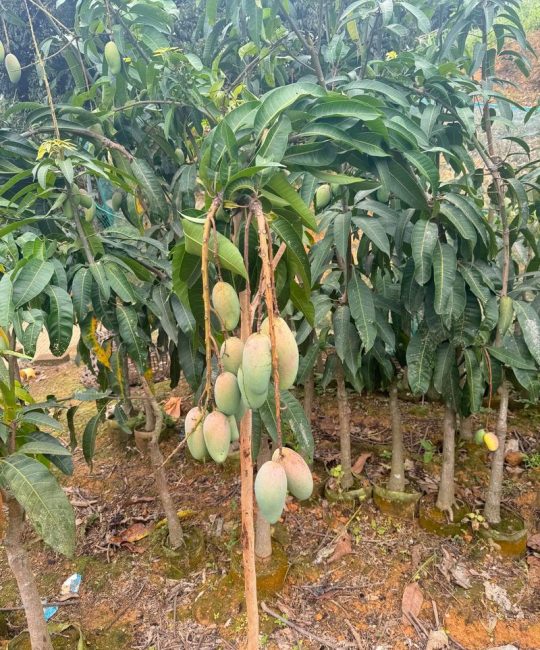 芒果怎么栽种？从选苗到成活的全流程技术指南