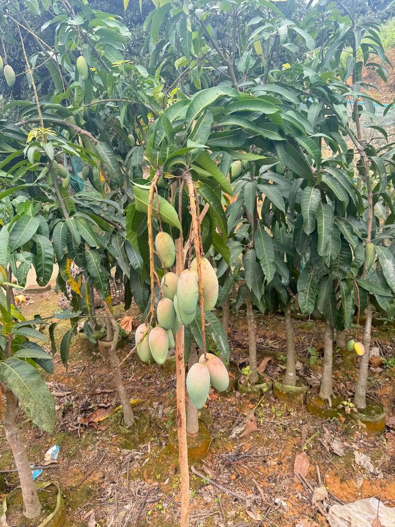 芒果怎么栽种?从选苗到成活的全流程技术指南 芒果怎么栽种?从选苗到成活的全流程技术指南