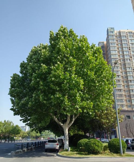 梧桐树是什么样子？一篇文章带你认识它的形态、习性与园林价值