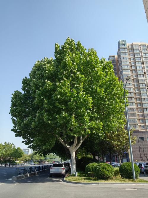 梧桐树是什么样子?一篇文章带你认识它的形态、习性与园林价值 梧桐树是什么样子?一篇文章带你认识它的形态、习性与园林价值