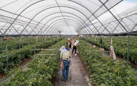 蓝莓种植方法全过程：从选苗到挂果的实操指南