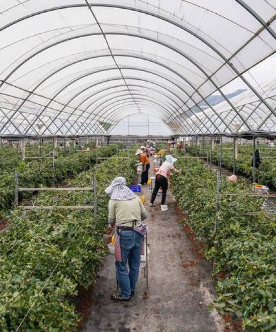 蓝莓种植方法全过程：从选苗到挂果的实操指南