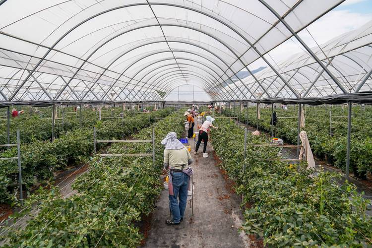 蓝莓种植方法全过程:从选苗到挂果的实操指南 蓝莓种植方法全过程:从选苗到挂果的实操指南