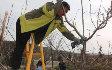 杏树夏季修剪技术视频详解：控旺促花的关键操作指南