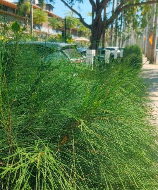 木麻黄就是马尾松吗？一文教你分清这两种常见树木