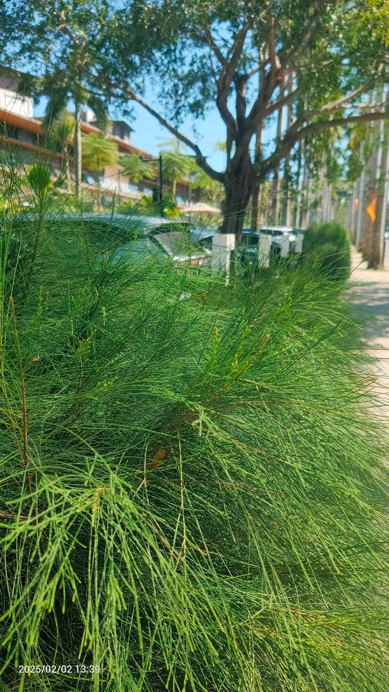 木麻黄就是马尾松吗?一文教你分清这两种常见树木 科属不同,亲缘关系远