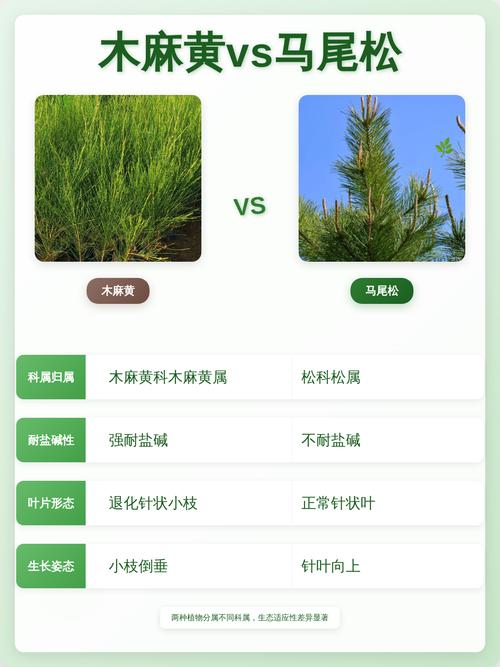 木麻黄就是马尾松吗?一文教你分清这两种常见树木 生长习性:一个喜盐碱,一个耐贫瘠