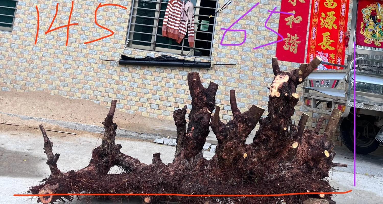 木麻黄就是马尾松吗?一文教你分清这两种常见树木 果实与花:一目了然