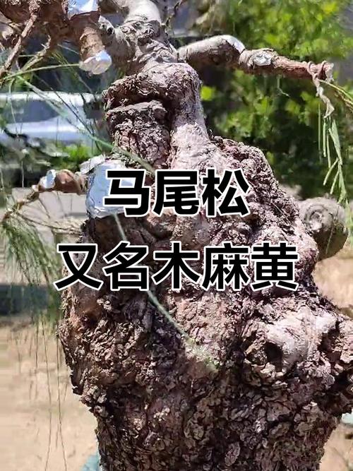 木麻黄就是马尾松吗?一文教你分清这两种常见树木 结语