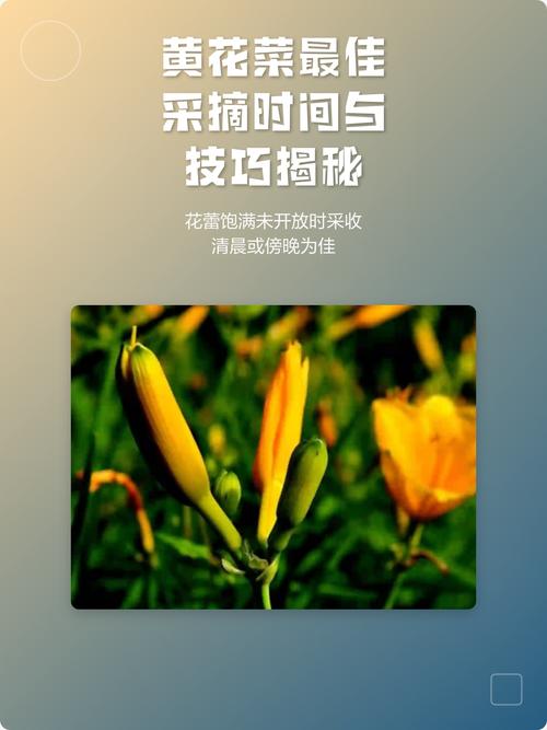 黄花菜采摘时间全攻略:几月采摘、怎么判断最佳时机与延长花期技巧 影响黄花菜采摘时间的关键因素