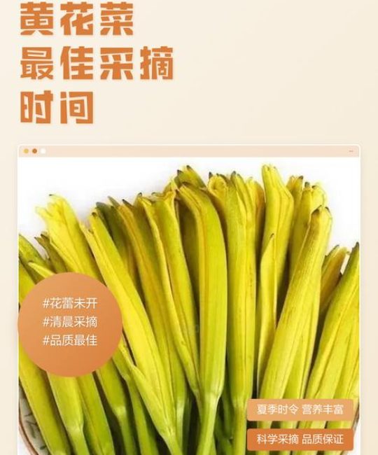 黄花菜采摘时间全攻略：几月采摘、怎么判断最佳时机与延长花期技巧