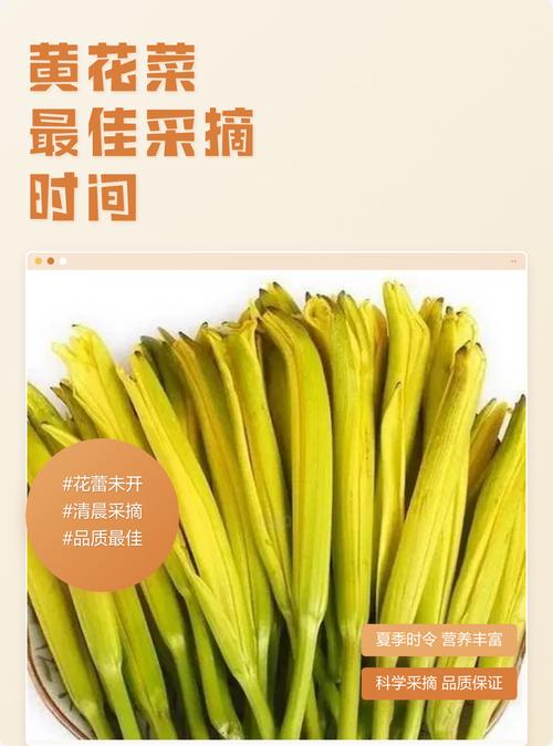 黄花菜采摘时间全攻略:几月采摘、怎么判断最佳时机与延长花期技巧 黄花菜花期与果期概述