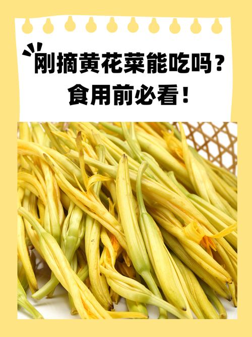 黄花菜采摘时间全攻略:几月采摘、怎么判断最佳时机与延长花期技巧 FAQ