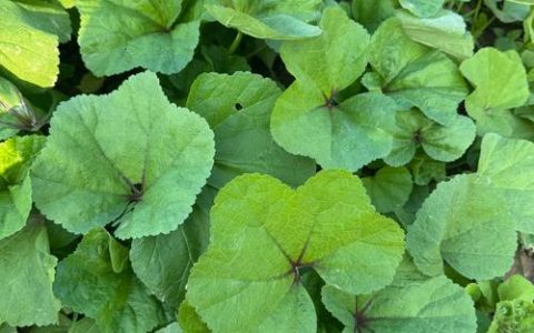 六片叶子的植物叫什么？辨识常见的鹅掌柴与同类绿植