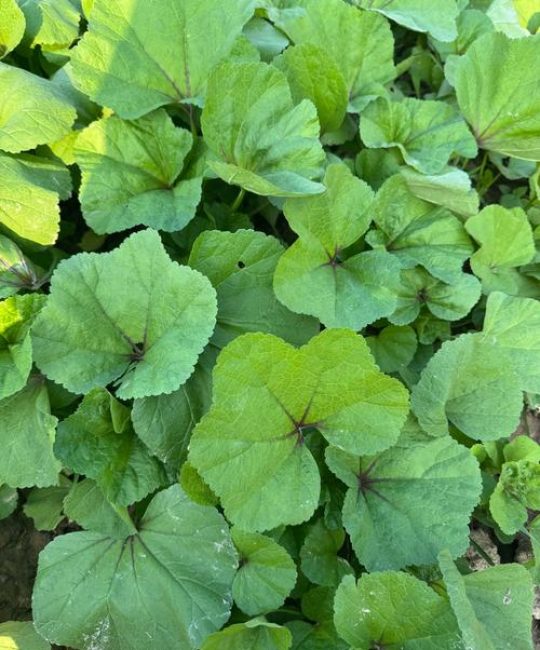 六片叶子的植物叫什么？辨识常见的鹅掌柴与同类绿植