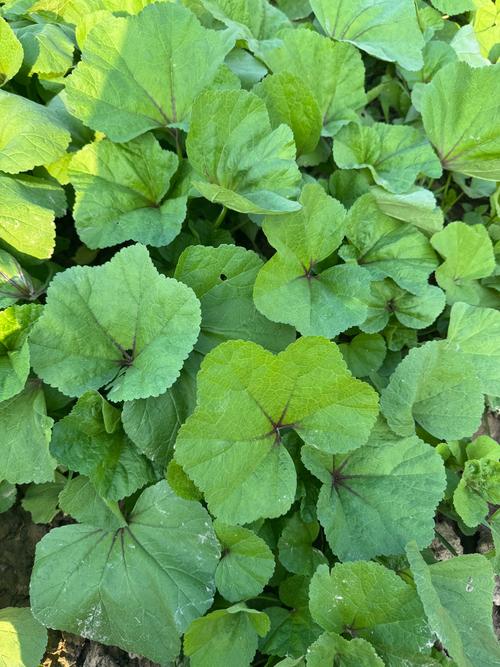 六片叶子的植物叫什么?辨识常见的鹅掌柴与同类绿植 六片叶子的植物叫什么?辨识常见的鹅掌柴与同类绿植
